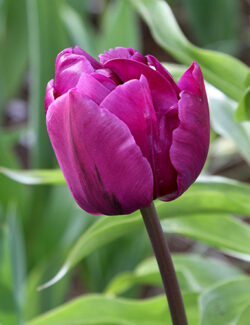 Double Early Tulip Negrita Double