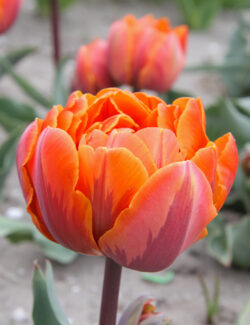 Double Late Tulip Orange Princess