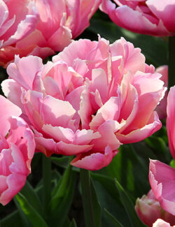 Double Late Tulip Pink Star