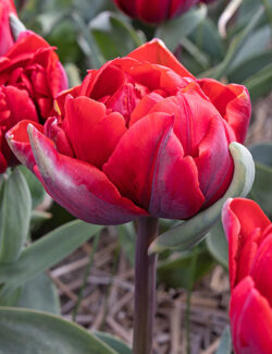 Double Late Tulip Red Princess