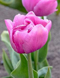 Double Late Tulip Table Dance