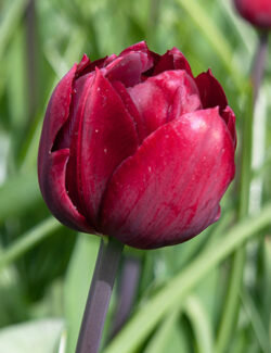 Double Late Tulip Uncle Tom