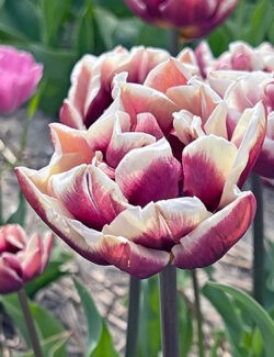 Double Late Tulip Wyndham