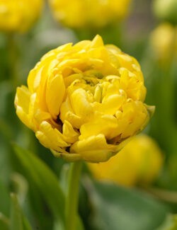 Double Late Tulip Yellow Pomponette