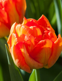 Double Early Tulip Monte Orange