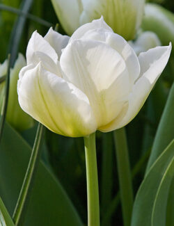 Double Early Tulip Northcap