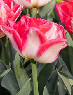 Double Early Tulip Pink Delight