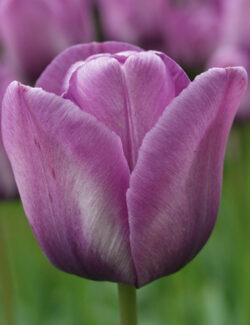 Single Late Tulip Bleu Aimable