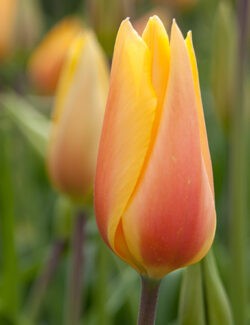Single Late Tulip Blushing Lady