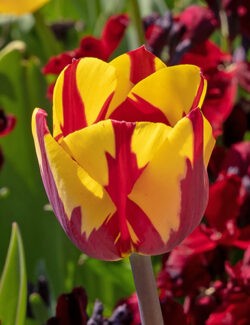 Single Late Tulip Helmar