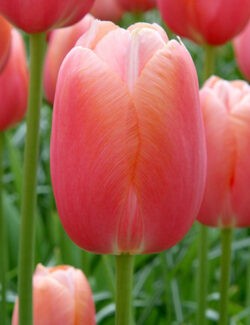 Single Early Tulip Menton