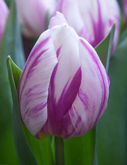 Single Early Tulip Flaming Prince