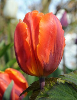 Single Early Tulip Hermitage