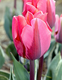Single Early tulip Pretty Princess