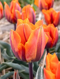 Single Early Tulip Prinses Irene