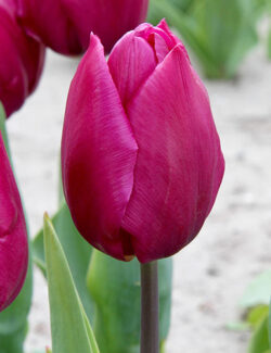 Very Early Tulip Purple Prince