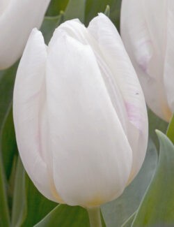 Single Early Tulip White Prince