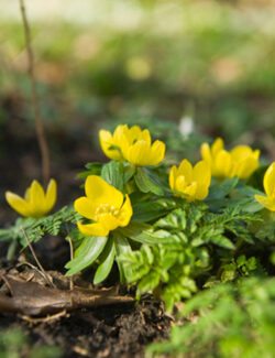 Eranthis cilicica