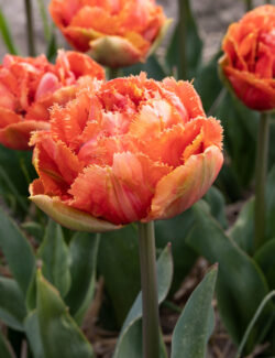 Dubbele Late Tulip Sensual Touch