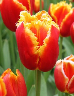 Single Fringed Tulip Davenport