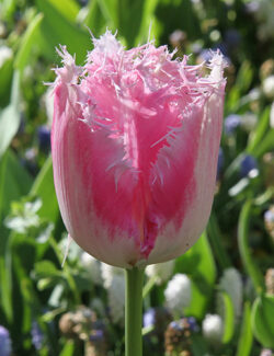 Single Fringed Tulip Fancy Frills