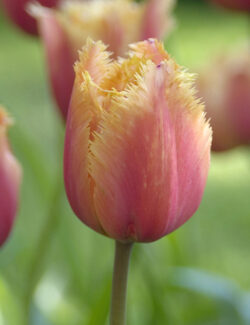 Single Fringed Tulip Lambada