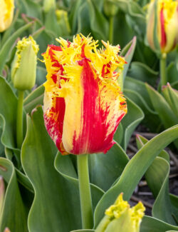 Single Fringed Tulip Phantom (Remarkable)