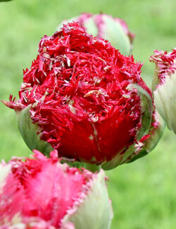 Double Fringed Tulip Qatar