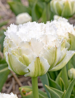 Double Fringed Tulip Snow Crystal