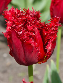 Single Fringed Tulip Versaci