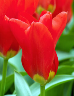 Fosteriana Tulip Madame Lefeber