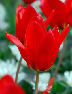 Fosteriana Tulip Princeps