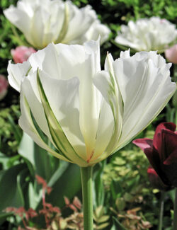 Fosteriana Tulip White Valley