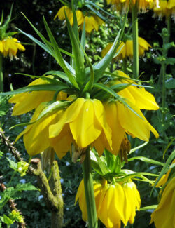 Fritillaria imperialis Maxima Lutea