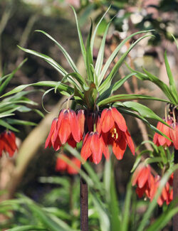Fritillaria imperialis Red Beauty