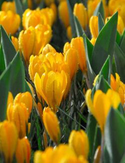 Large Flowering Crocus Golden Yellow