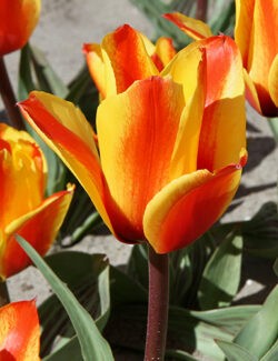 Greigii Tulip Cape Cod