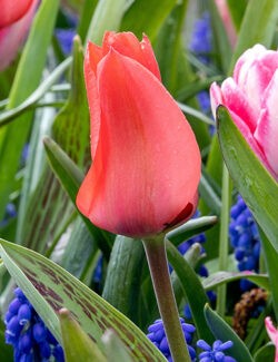 Greigii Tulip Oratorio