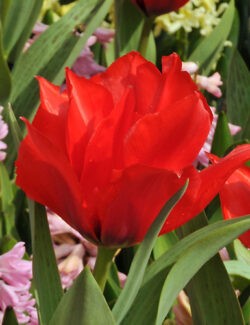 Greigii Tulip Red Riding Hood Double