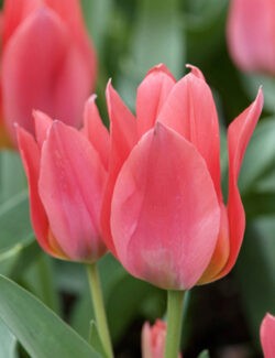 Greigii Tulip Toronto