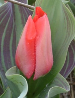 Greigii Tulip Trauttmannsdorff