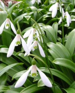 Galanthus woronowii (Snowdrops)