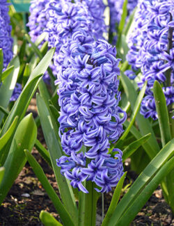 Single Hyacinth Blue Jacket