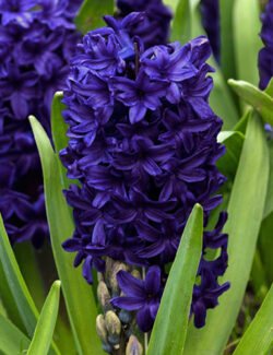 Single Hyacinth Blue Trophy