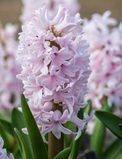 Single Hyacinth China Pink