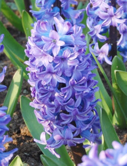 Single Hyacinth Delft Blauw
