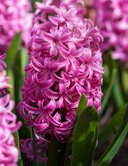 Single Hyacinth Pink Pearl