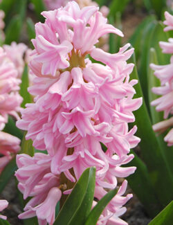 Single Hyacinth Pink Surprise