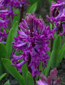 Single Hyacinth Purple Sensation