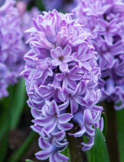 Single Hyacinth Splendid Cornelia